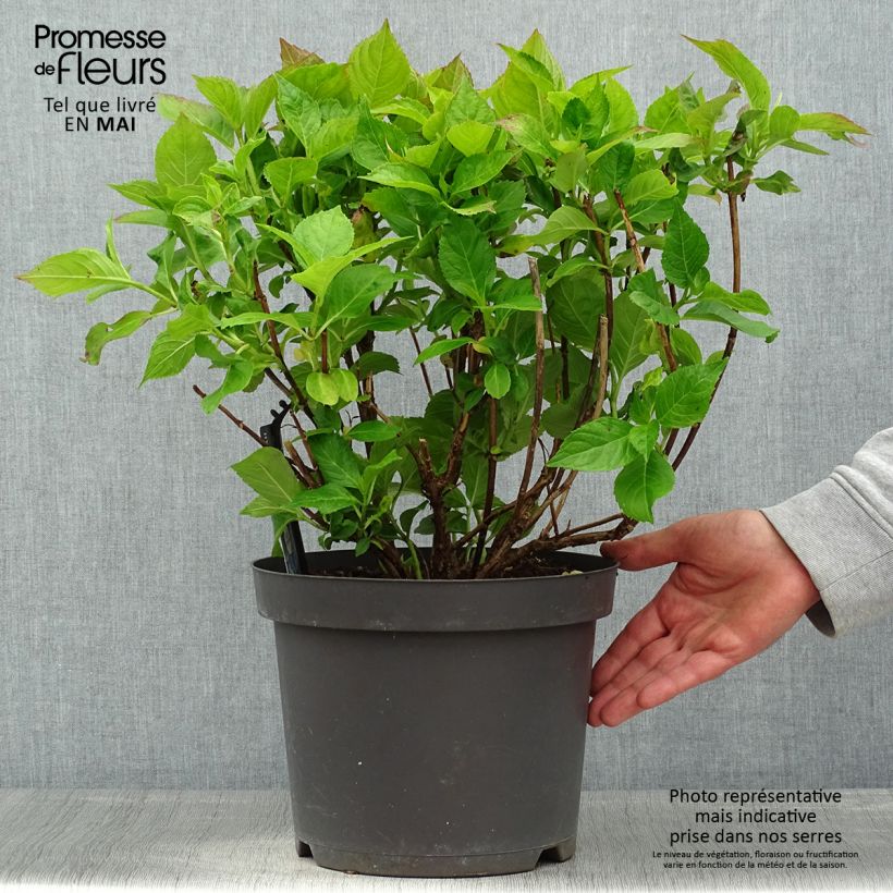 Hydrangea macrophylla Teller Blue 7.5L/10L pot sample as delivered in spring