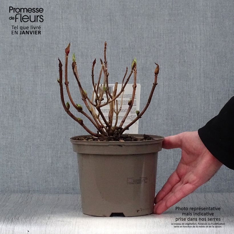 Hydrangea macrophylla Teller Red 2L/3L pot sample as delivered in winter