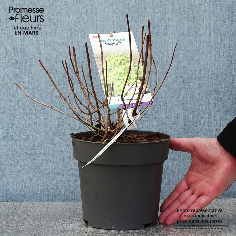 Hydrangea paniculata Mojito 3L/4L pot sample as delivered in winter