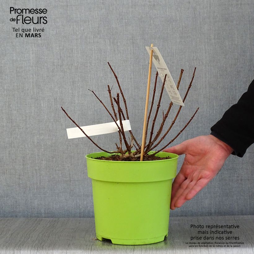 Hydrangea paniculata Petite Star 4L/5L pot sample as delivered in winter