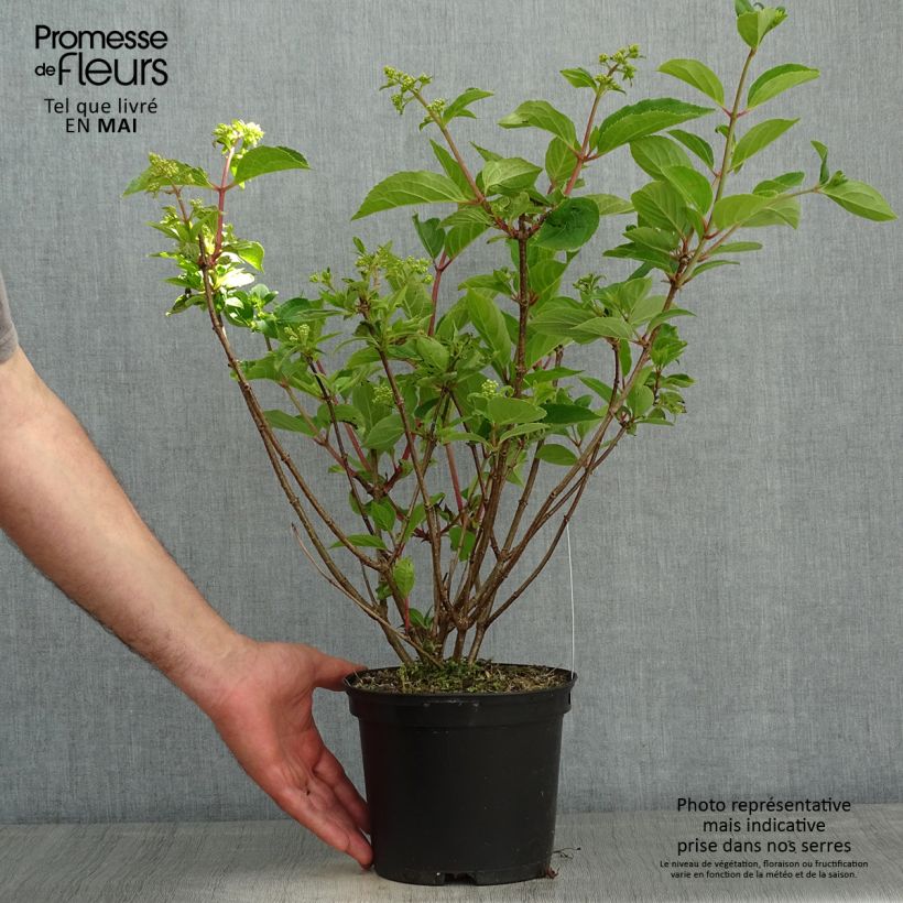 Hydrangea paniculata Dharuma 2L/3L pot sample as delivered in spring