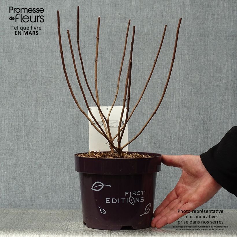 Hydrangea paniculata Tickled Pink 2L/3L pot sample as delivered in spring