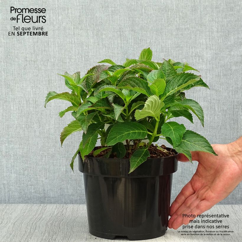 Hydrangea serrata Annies Blue - Mountain Hydrangea 2L/3L pot sample as delivered in autumn