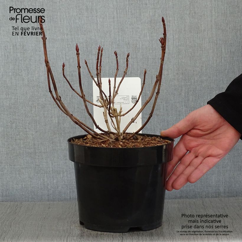 Hydrangea serrata Annies Blue - Mountain Hydrangea 2L/3L pot sample as delivered in winter