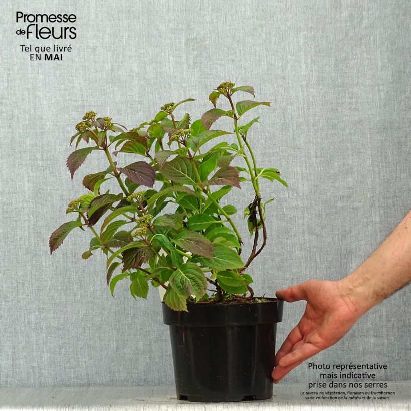 Hydrangea serrata Annies Blue - Mountain Hydrangea 2L/3L pot sample as delivered in spring