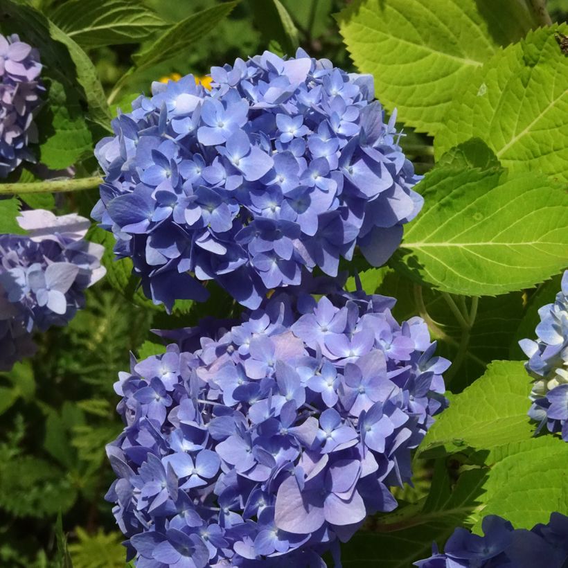 Hydrangea  macrophylla Endless Summer The Original Blue (Flowering)