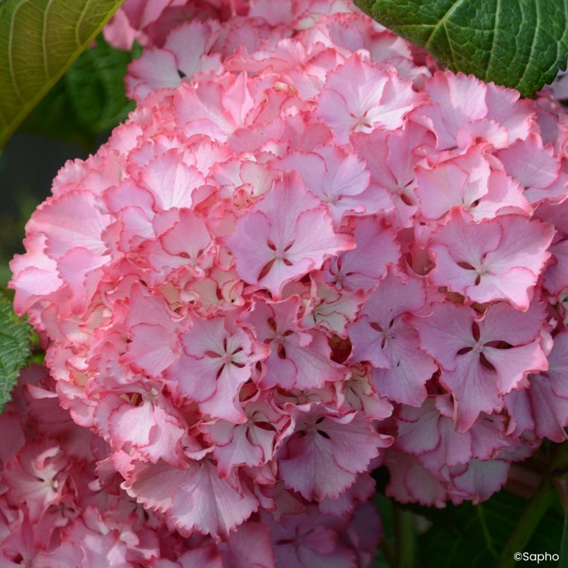 Hydrangea macrophylla So Long Sunny (Flowering)