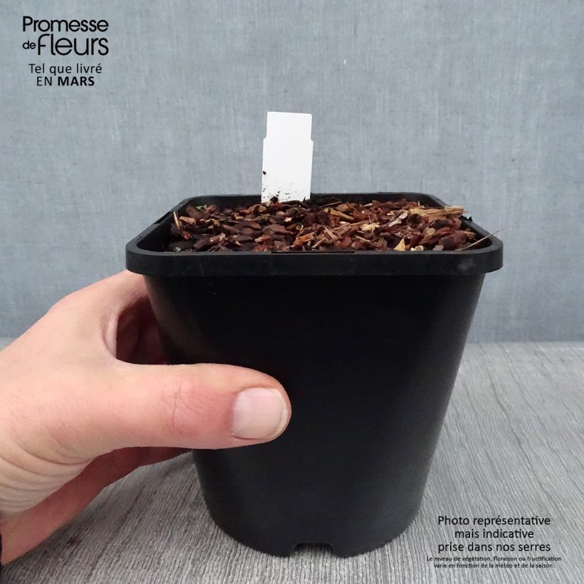 Hosta Adorable 1.5L/2L pot sample as delivered in winter