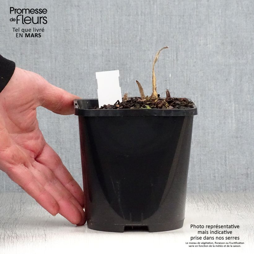 Hosta fortunei Allegan Fog 1.5L/2L pot sample as delivered in spring