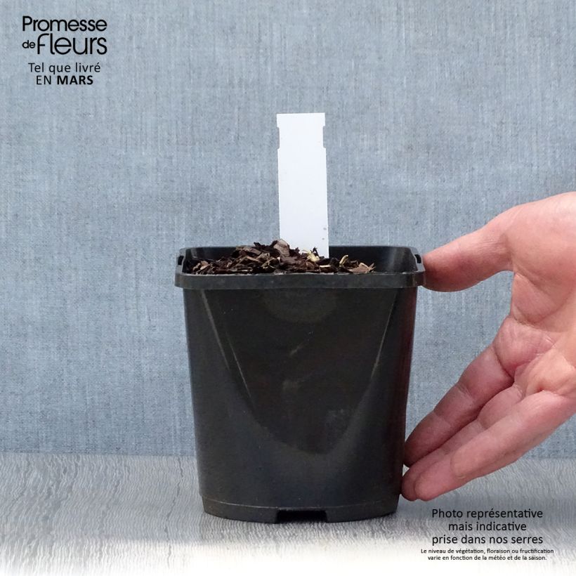 Hosta Almost 1.5L/2L pot sample as delivered in spring