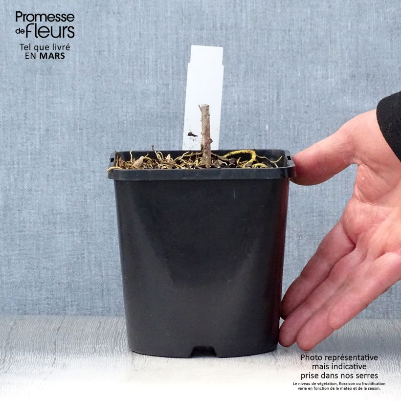 Hosta Amalia 1.5L/2L pot sample as delivered in spring