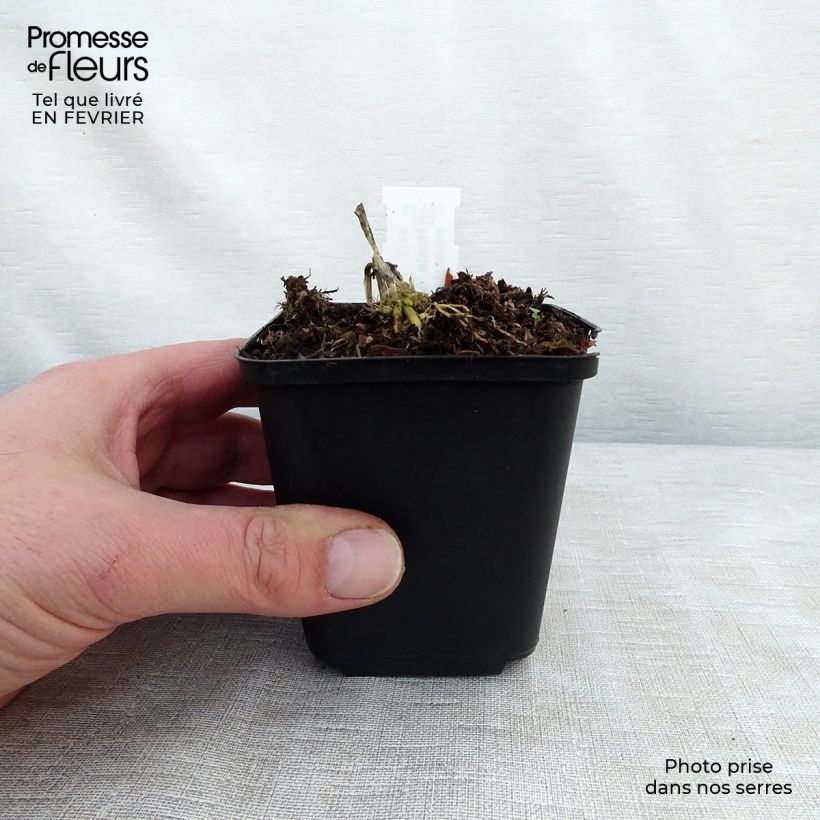 Hosta August Moon 8/9 cm pot sample as delivered in winter