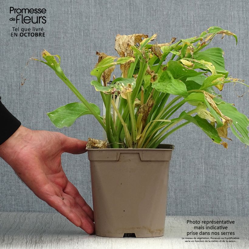 Hosta August Moon 2L/3L pot sample as delivered in autumn