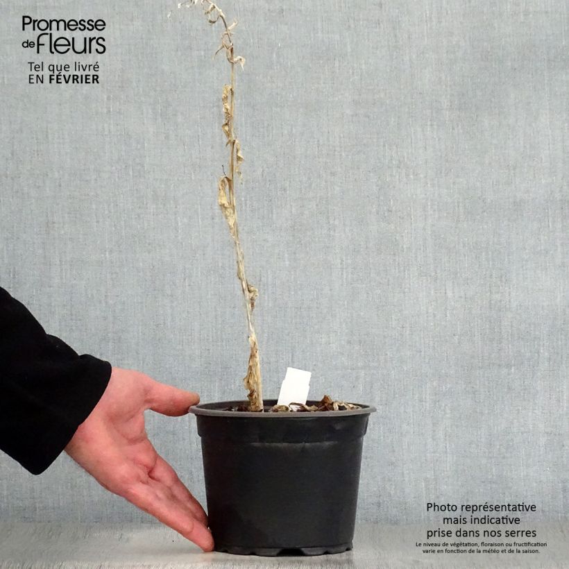 Hosta August Moon 2L/3L pot sample as delivered in winter