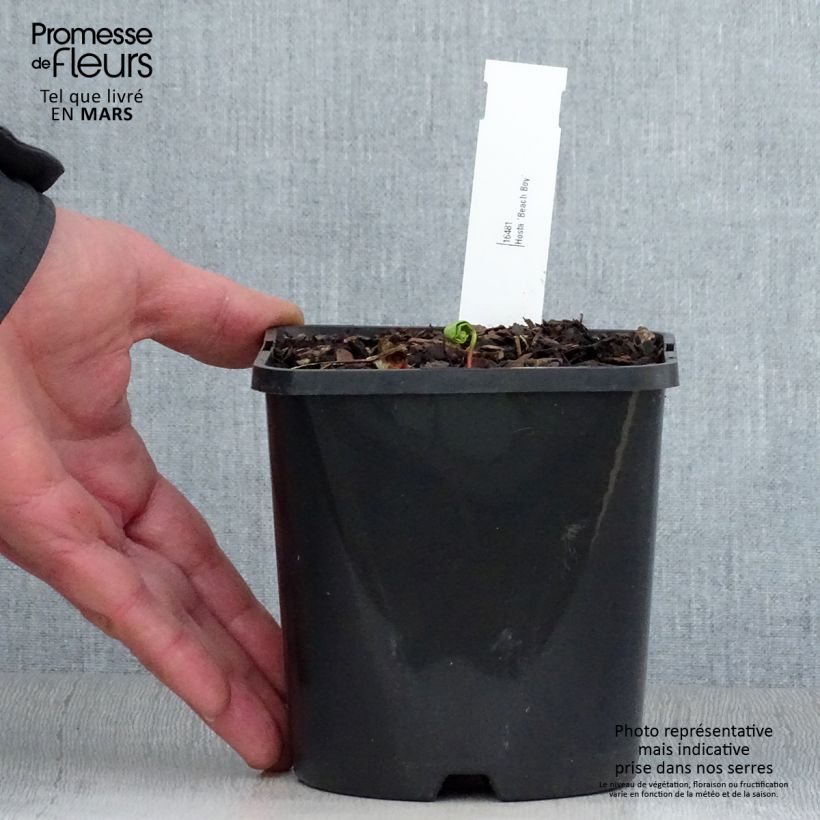 Hosta Beach Boy 1.5L/2L pot sample as delivered in spring