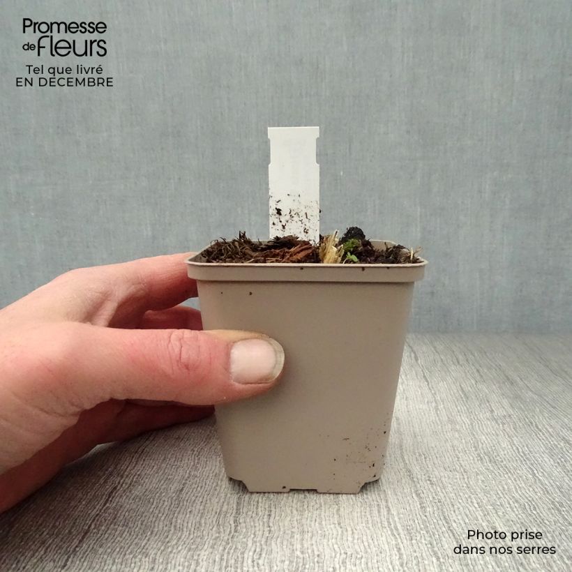 Hosta Big Daddy 8/9 cm pot sample as delivered in winter