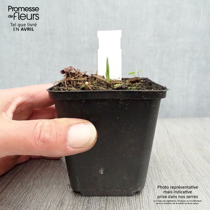 Hosta Big Daddy 8/9 cm pot sample as delivered in spring