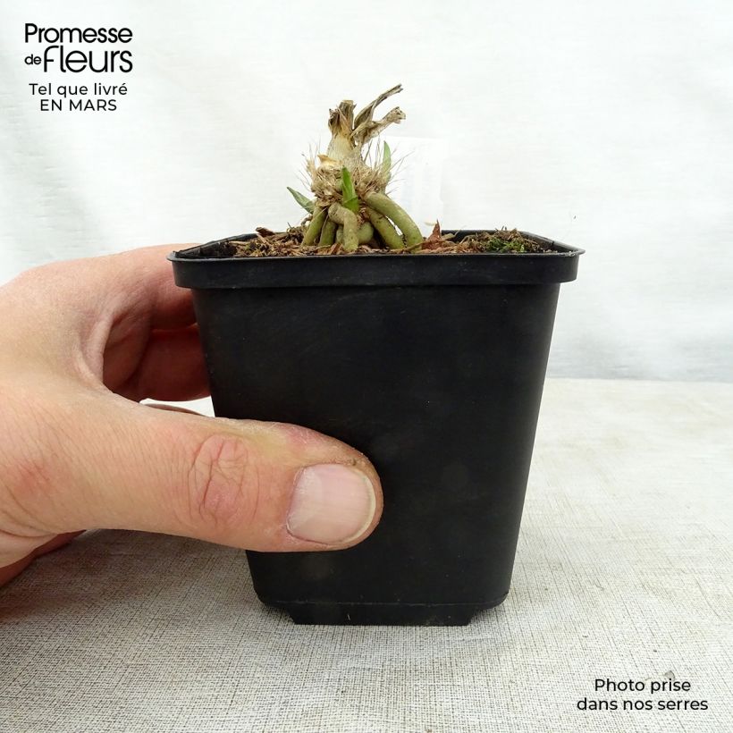 Hosta Big Mama 8/9 cm pot sample as delivered in spring