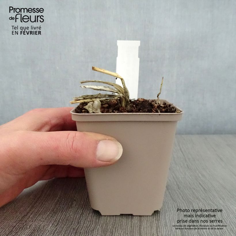 Hosta Big Mama 8/9 cm pot sample as delivered in winter