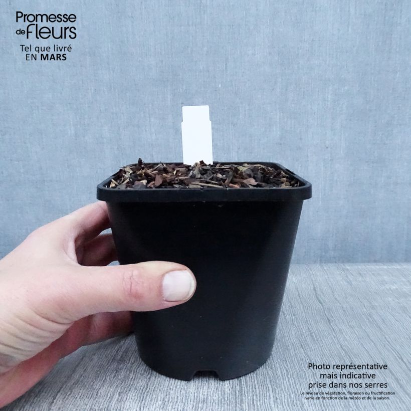 Hosta Big Mama 1.5L/2L pot sample as delivered in winter