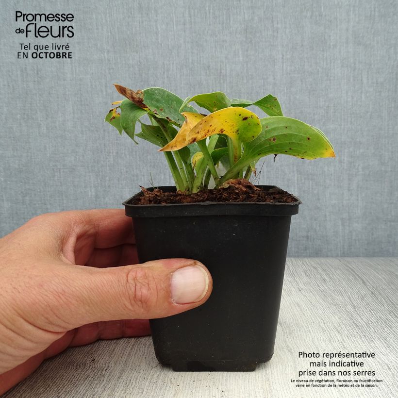 Hosta Blue Cadet 8/9 cm pot sample as delivered in autumn