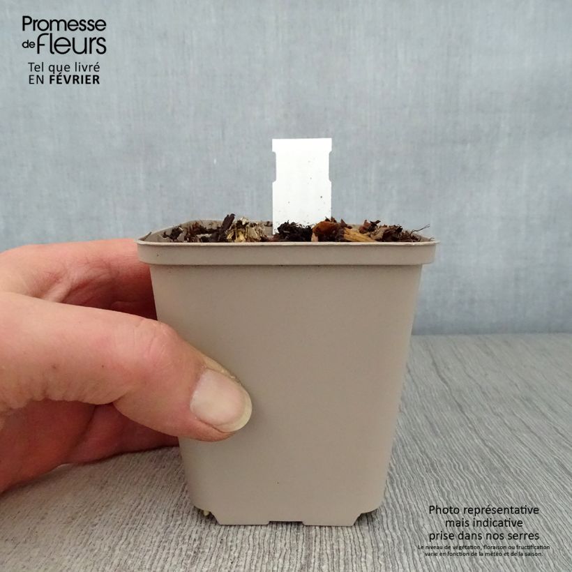 Hosta Blue Cadet 8/9 cm pot sample as delivered in winter