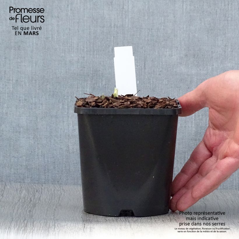 Hosta Blue Flame 1.5L/2L pot sample as delivered in spring