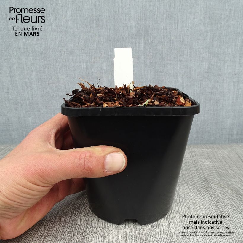 Hosta Blue Flame 1.5L/2L pot sample as delivered in winter