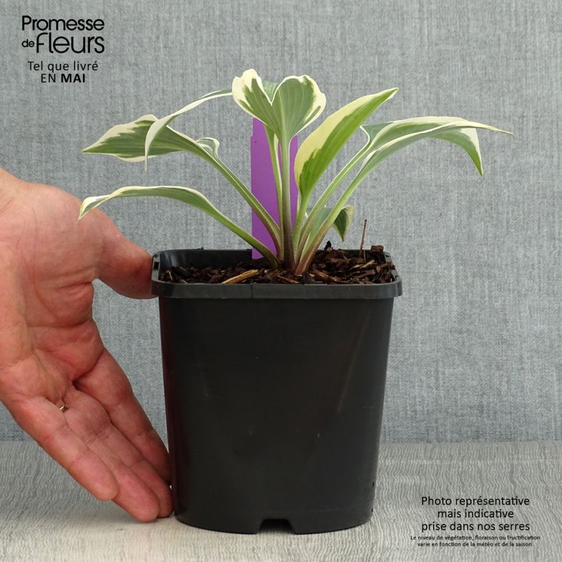 Hosta tardiana Blue Ivory 1.5L/2L pot sample as delivered in spring