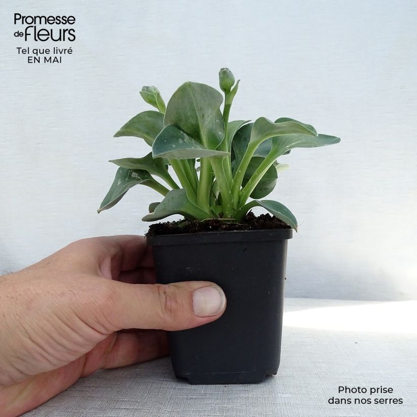 Hosta Blue Mouse Ears 8/9 cm pot sample as delivered in spring