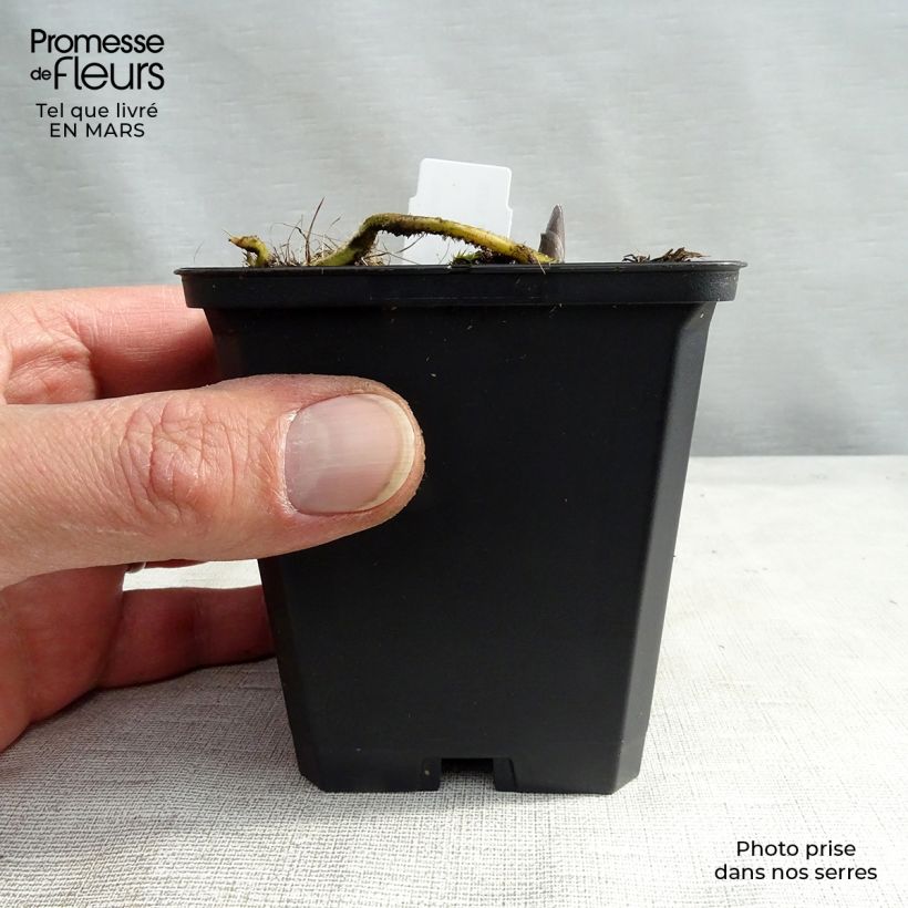 Hosta Blue Umbrellas 8/9 cm pot sample as delivered in winter