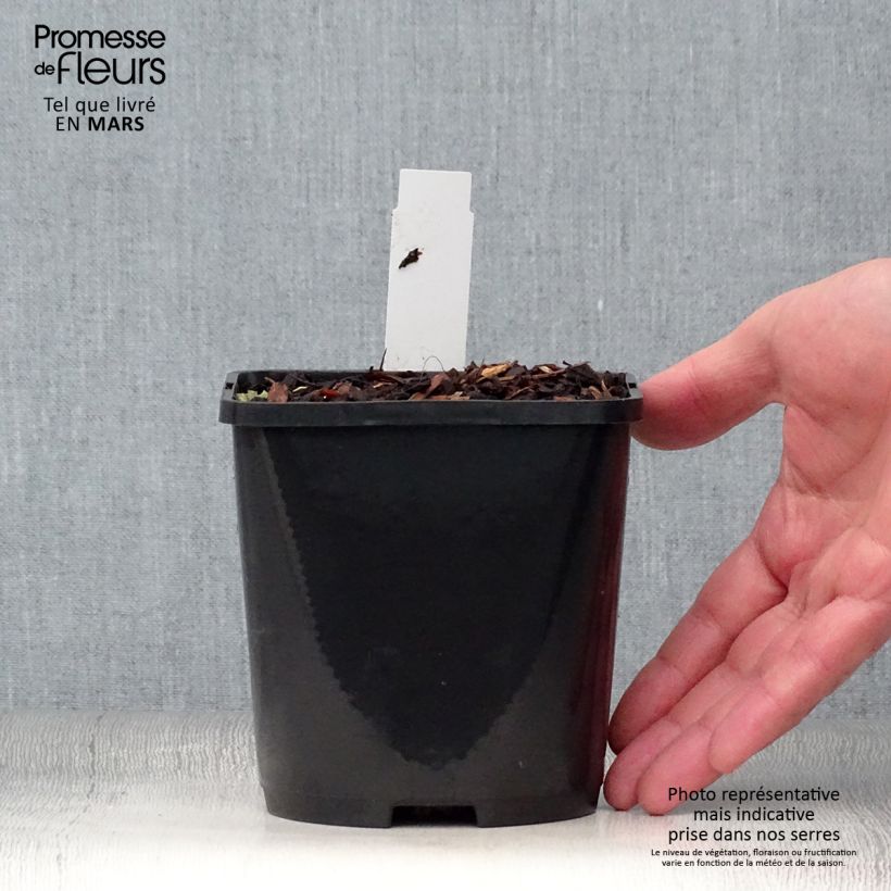 Hosta sieboldiana Blue Vision 1.5L/2L pot sample as delivered in spring