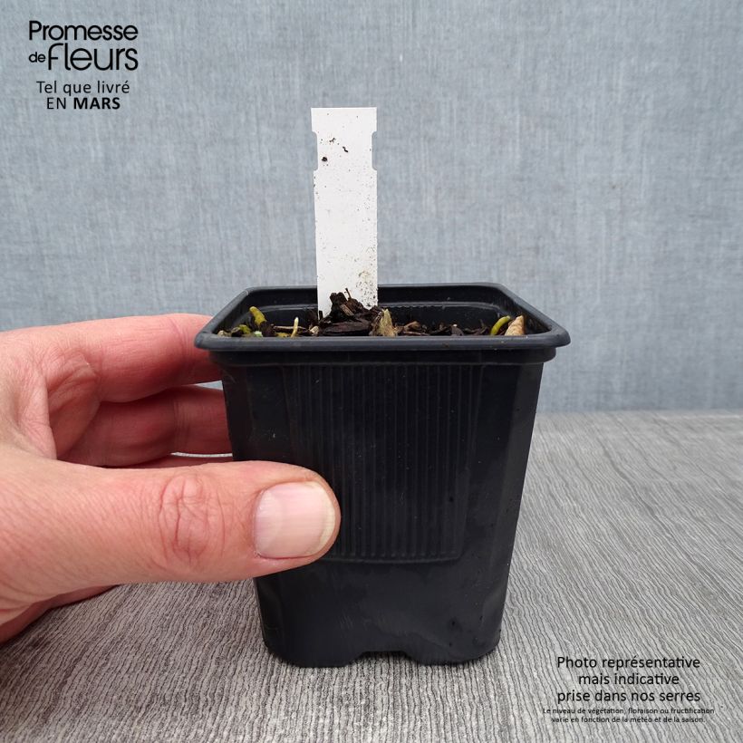 Hosta Bressingham Blue 8/9 cm pot sample as delivered in winter