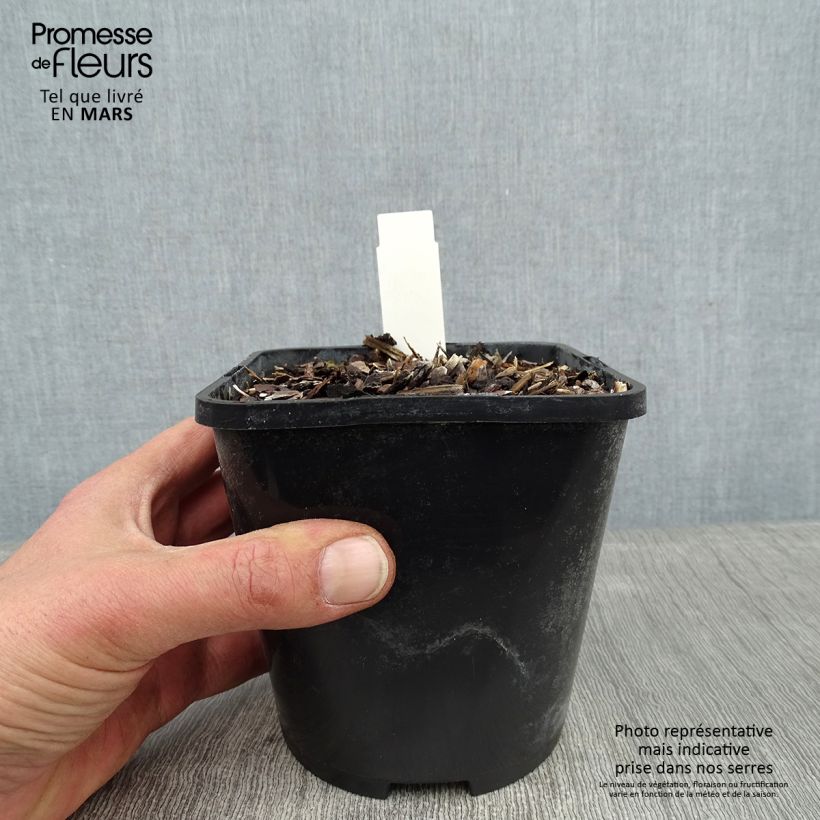 Hosta Broadway 1.5L/2L pot sample as delivered in winter