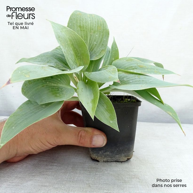 Hosta Canadian Blue 8/9 cm pot sample as delivered in spring
