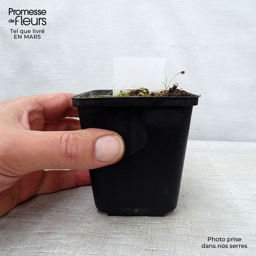 Hosta Carnival 8/9 cm pot sample as delivered in spring