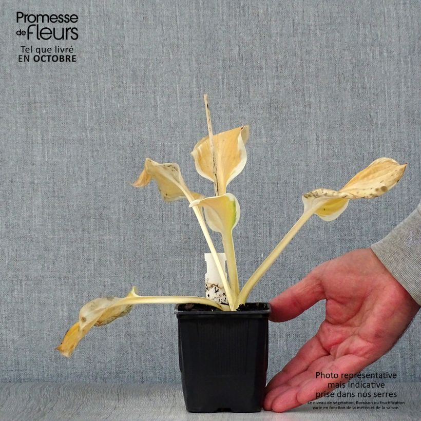 Hosta Carnival 8/9 cm pot sample as delivered in autumn