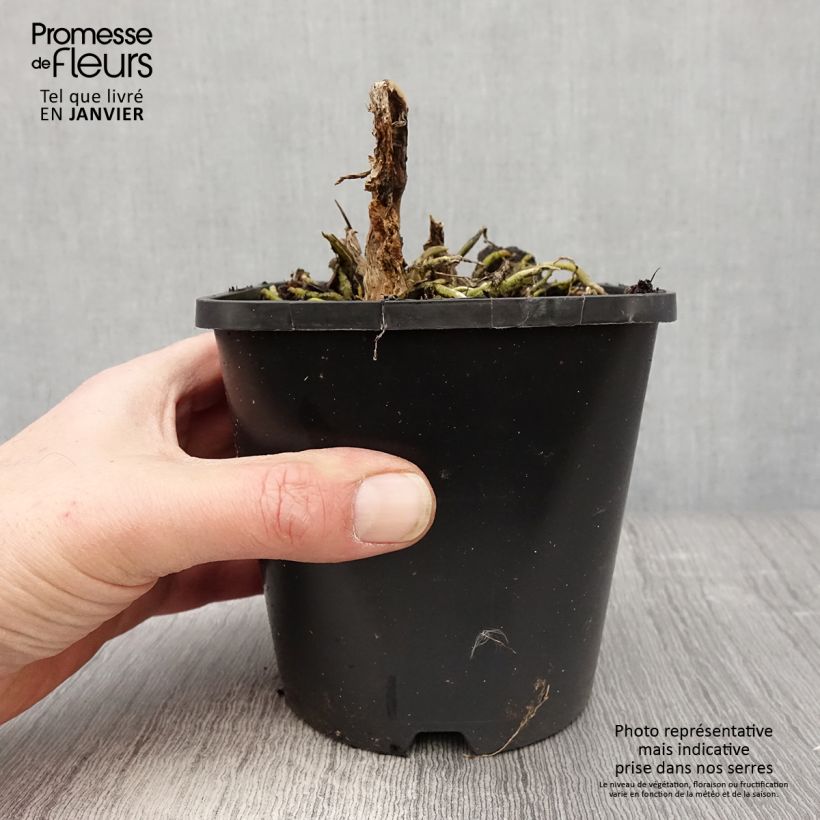 Hosta Cathedral Windows 1.5L/2L pot sample as delivered in winter