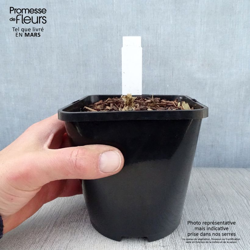 Hosta Cathedral Windows 1.5L/2L pot sample as delivered in spring