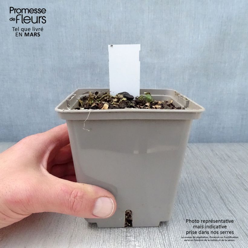 Hosta Center Of Attention 1L/1.5L pot sample as delivered in spring