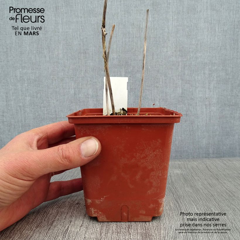 Hosta Christmas Tree 1L/1.5L pot sample as delivered in winter