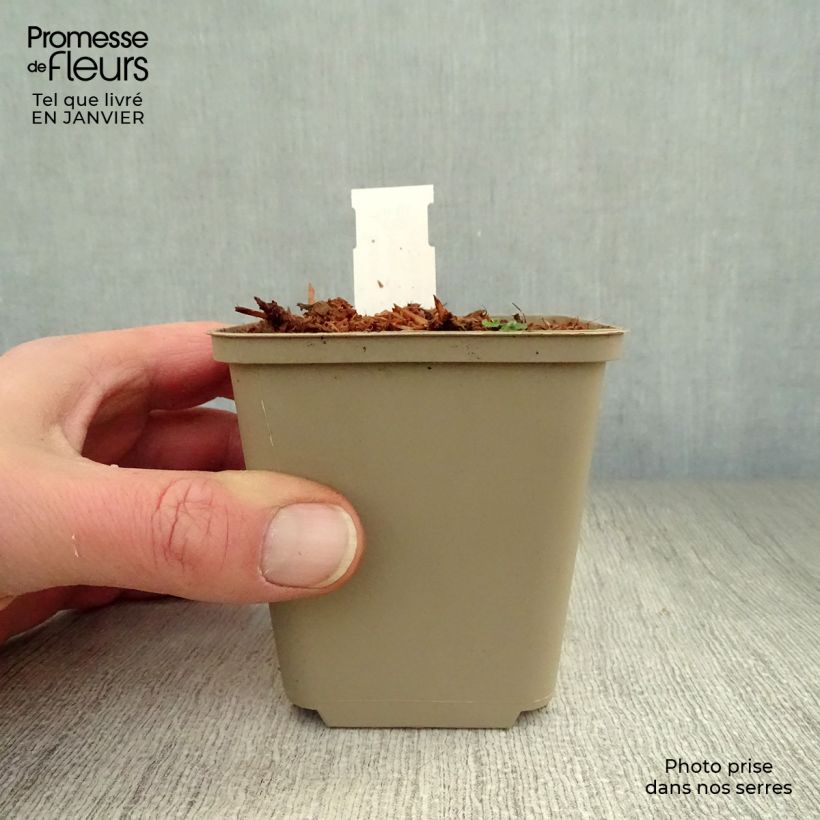 Hosta Cliffords Forest Fire 8/9 cm pot sample as delivered in winter