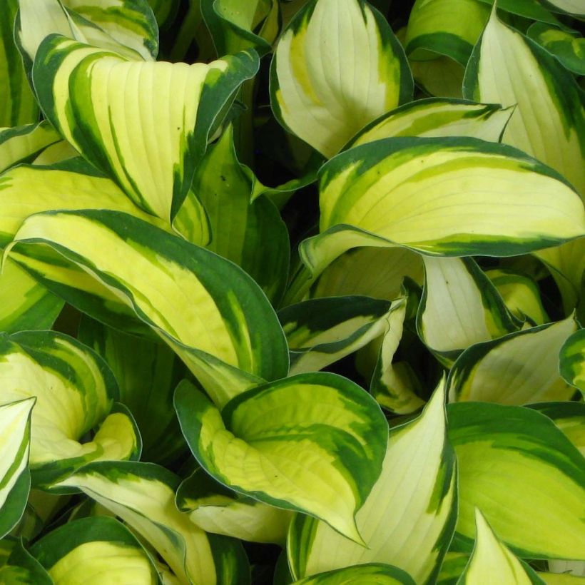 Hosta Colour Festival (Foliage)