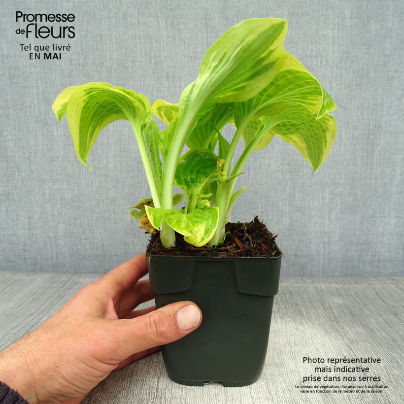 Hosta Delta Dawn 8/9 cm pot sample as delivered in spring