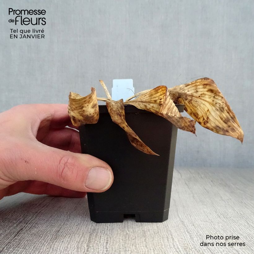 Hosta Devon Green 8/9 cm pot sample as delivered in winter