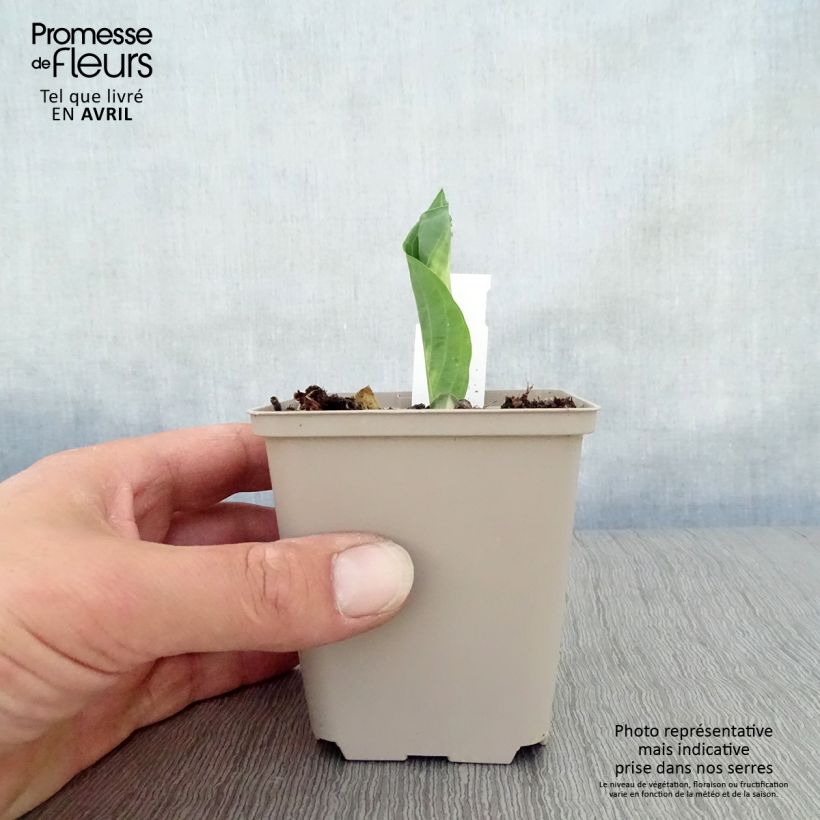 Hosta Dream Queen 8/9 cm pot sample as delivered in spring