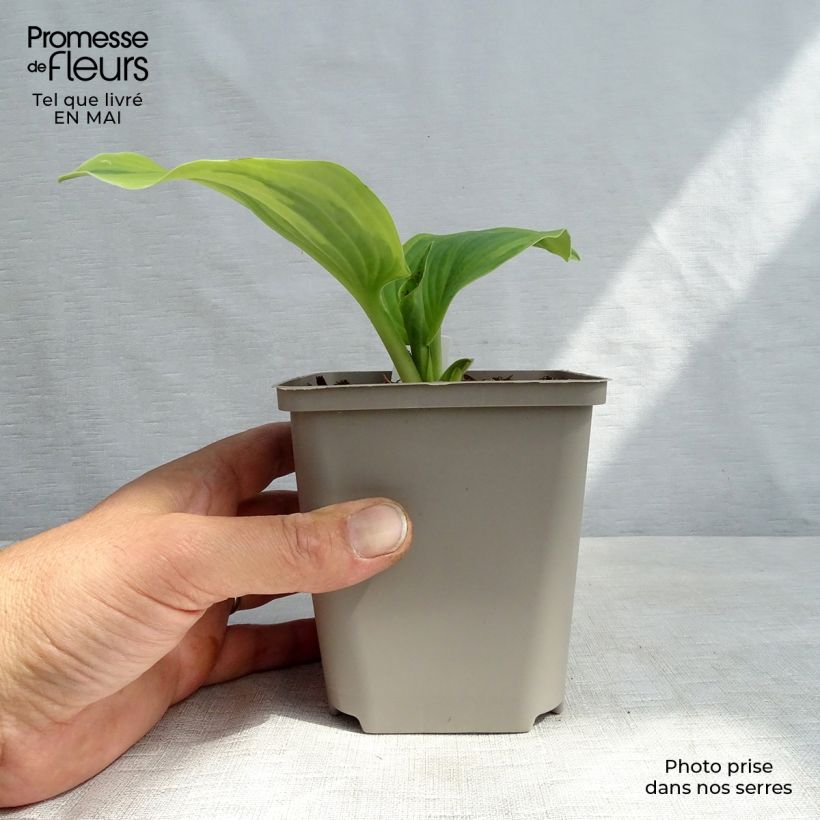 Hosta Earth Angel 8/9 cm pot sample as delivered in spring
