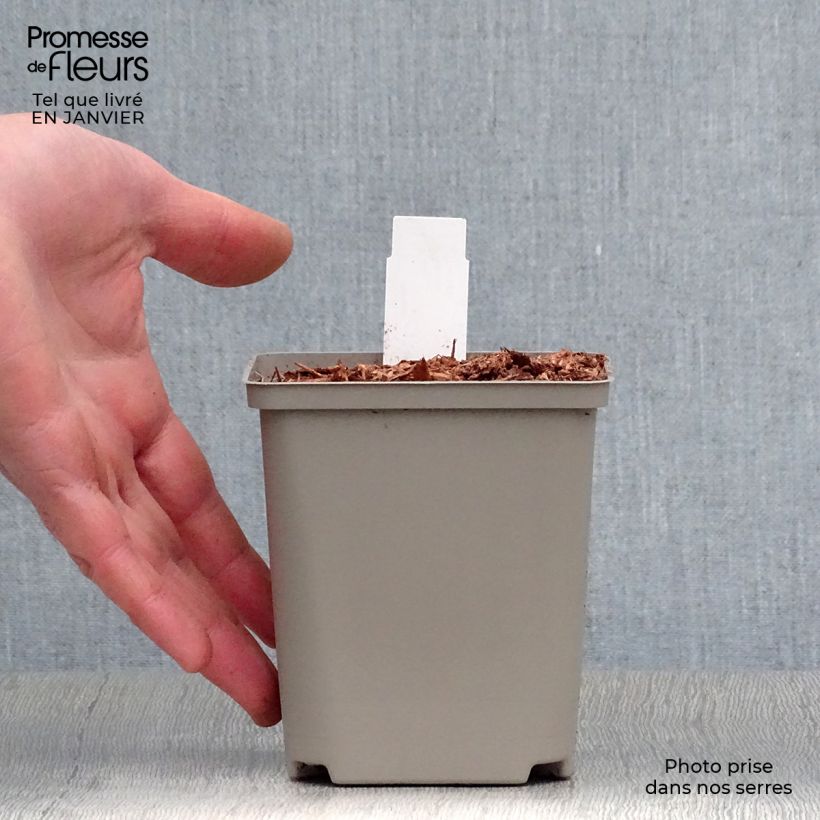 Hosta Earth Angel 8/9 cm pot sample as delivered in winter