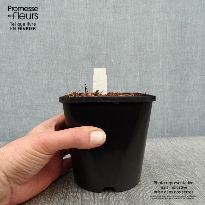 Hosta Electrocution 1.5L/2L pot sample as delivered in winter