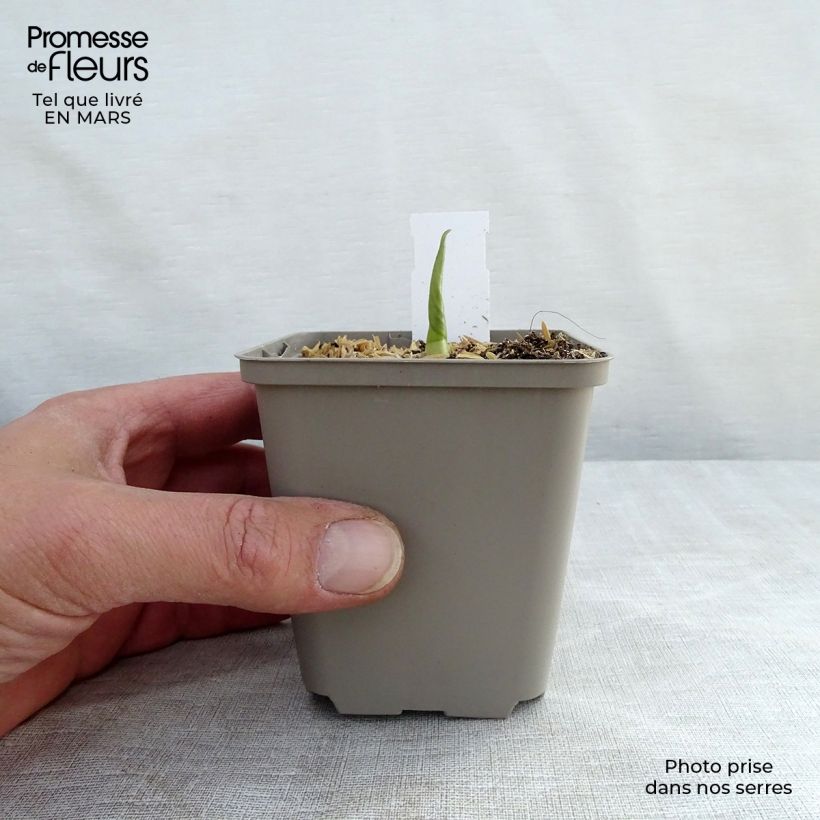 Hosta Empress Wu 8/9 cm pot sample as delivered in winter